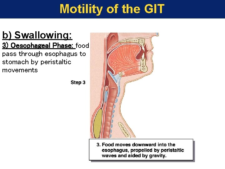 Motility of the GIT b) Swallowing: 3) Oesophageal Phase: food pass through esophagus to