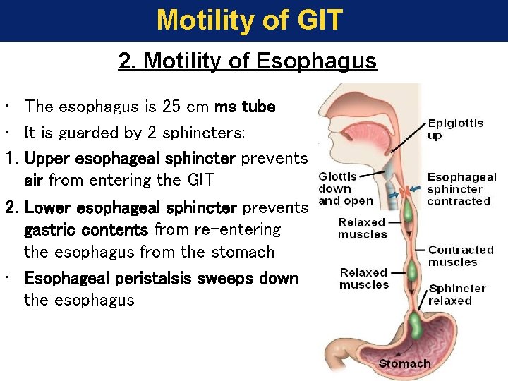 Motility of GIT 2. Motility of Esophagus • The esophagus is 25 cm ms