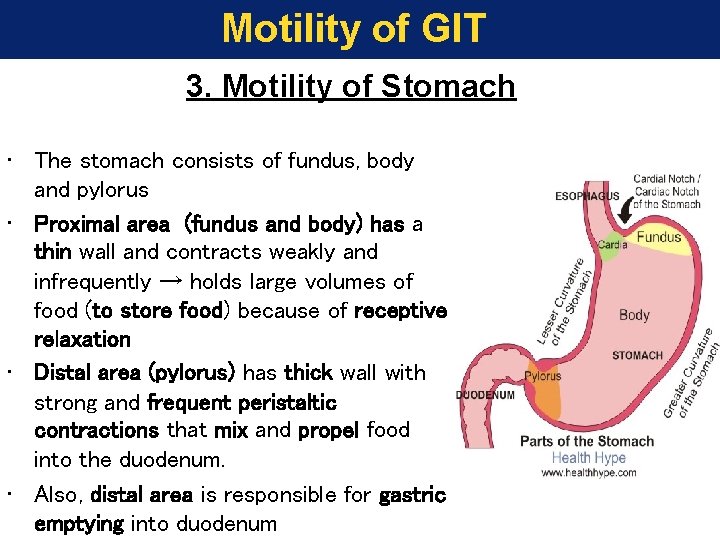 Motility of GIT 3. Motility of Stomach • The stomach consists of fundus, body