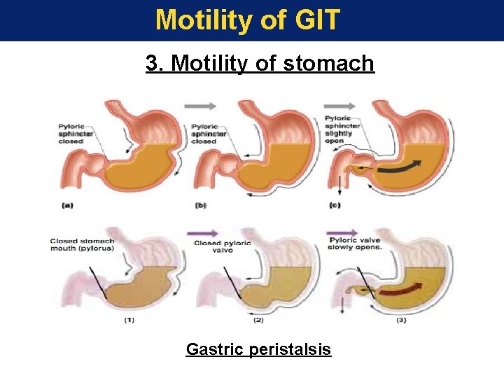 Motility of GIT 3. Motility of stomach Gastric peristalsis 