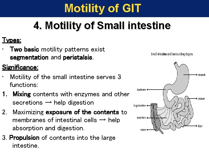 Motility of GIT 4. Motility of Small intestine Types: • Two basic motility patterns