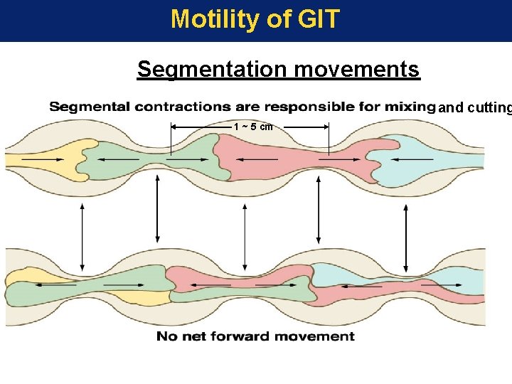 Motility of GIT Segmentation movements and cutting 1 ~ 5 cm 