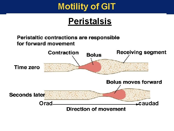 Motility of GIT Peristalsis Orad caudad 