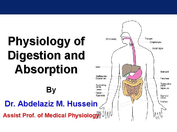 Physiology of Digestion and Absorption By Dr. Abdelaziz M. Hussein Assist Prof. of Medical