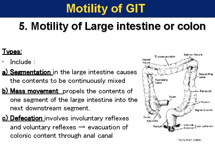 Motility of GIT 5. Motility of Large intestine or colon Types: • Include :