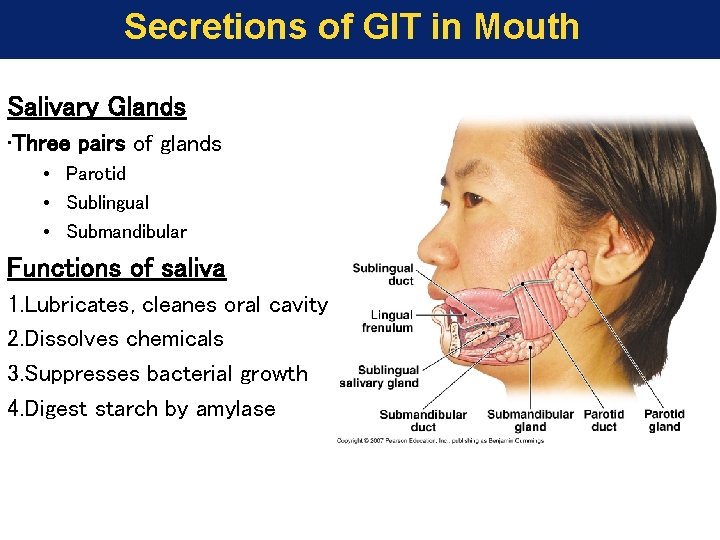 Secretions of GIT in Mouth Salivary Glands • Three pairs of glands • Parotid