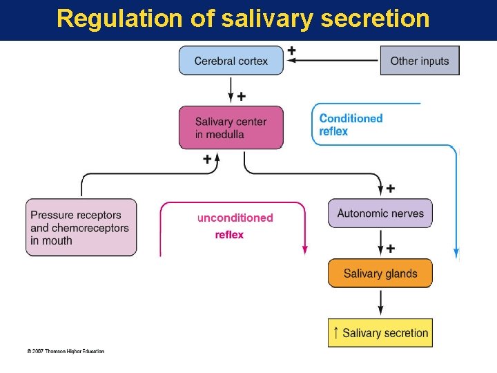 Regulation of salivary secretion 