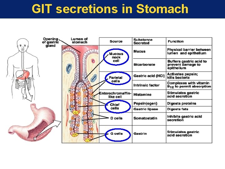 GIT secretions in Stomach 
