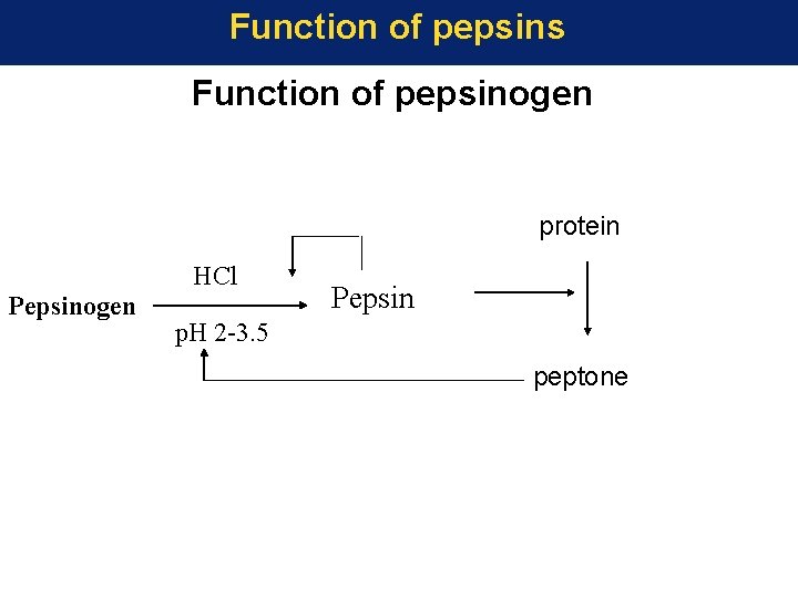 Function of pepsins Function of pepsinogen protein HCl Pepsinogen Pepsin p. H 2 -3.