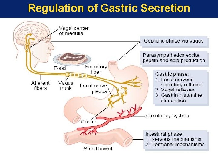 Regulation of Gastric Secretion 