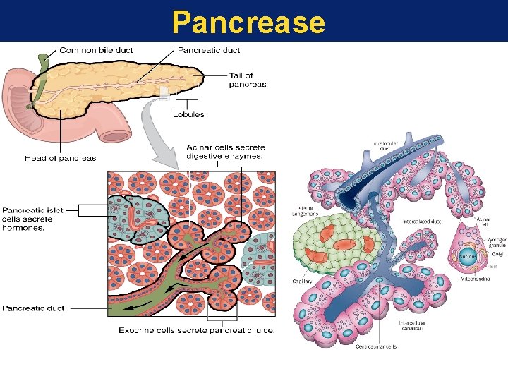 Pancrease 