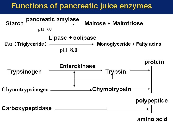 Functions of pancreatic juice enzymes Starch pancreatic amylase Maltose + Maltotriose p. H 7.