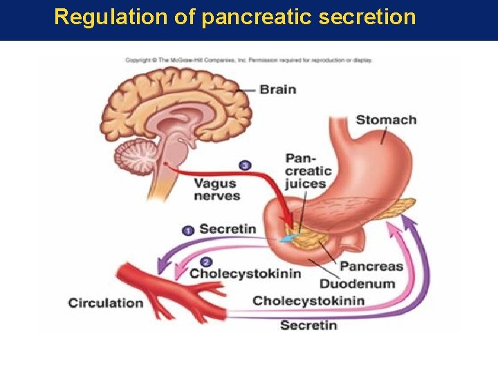 Regulation of pancreatic secretion 