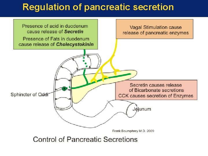 Regulation of pancreatic secretion 