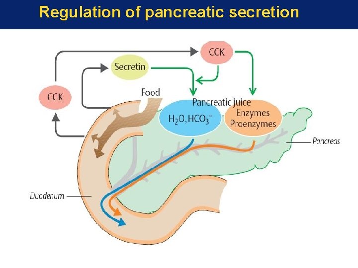 Regulation of pancreatic secretion 