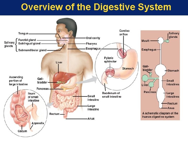 Overview of the Digestive System 