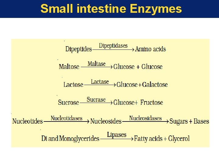 Small intestine Enzymes 