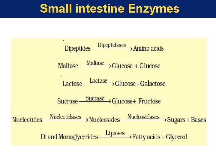 Small intestine Enzymes 