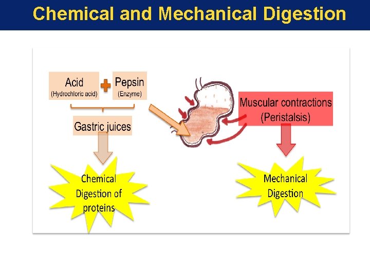 Chemical and Mechanical Digestion 