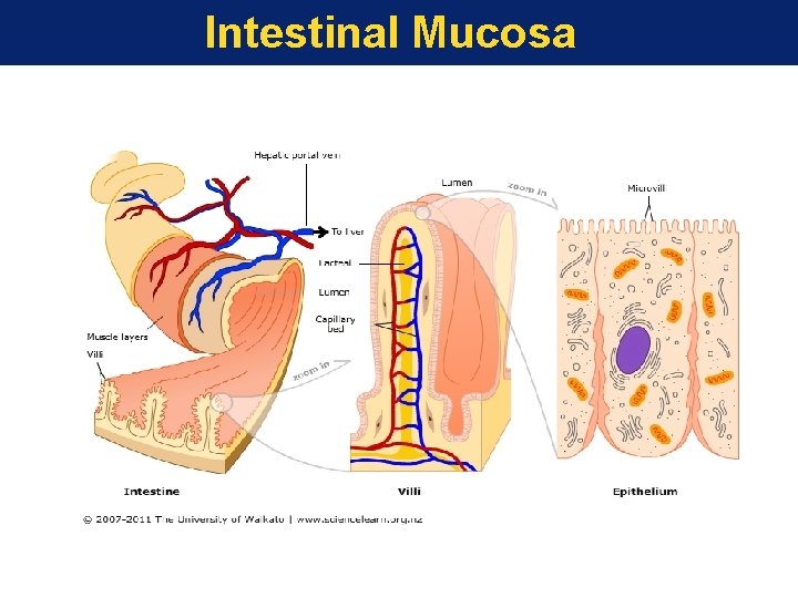 Intestinal Mucosa 