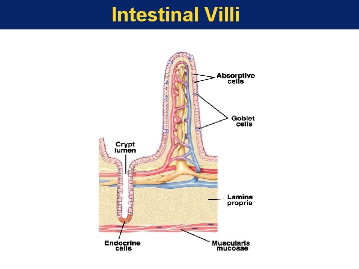 Intestinal Villi 