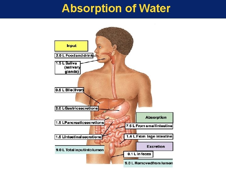 Absorption of Water 