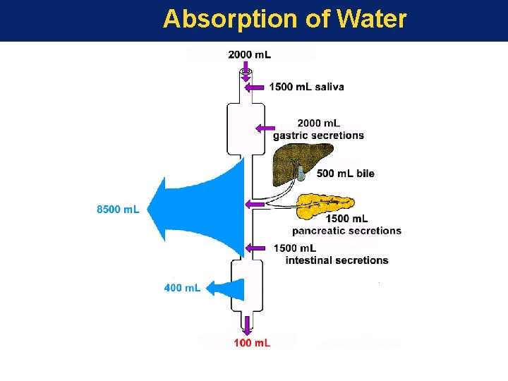Absorption of Water 