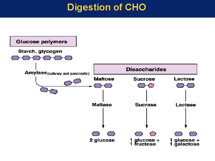 Digestion of CHO (salivary and pancreatic) 