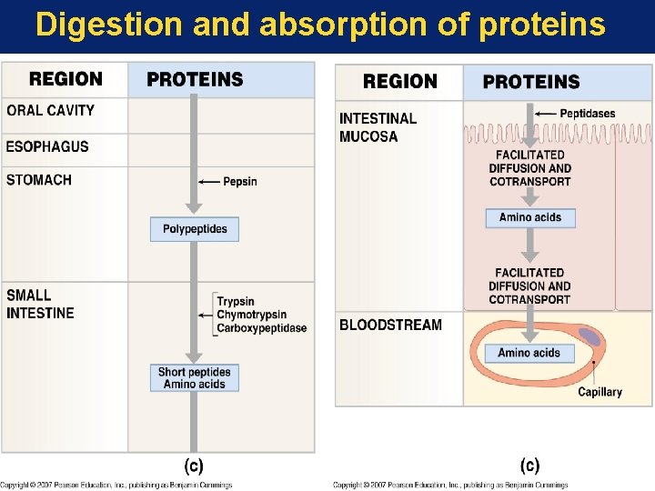 Digestion and absorption of proteins 