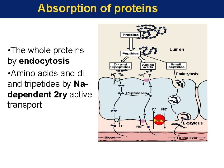 Absorption of proteins • The whole proteins by endocytosis • Amino acids and di