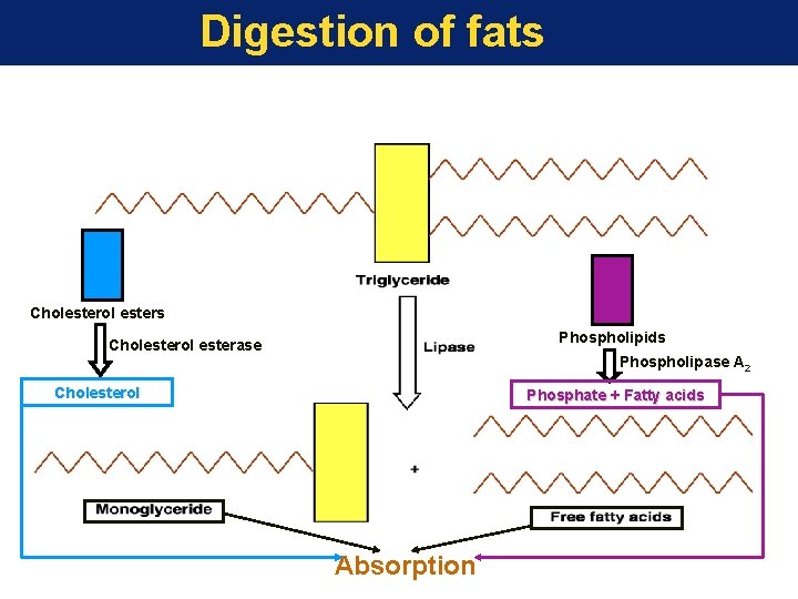 Digestion of fats Cholesterol esters Phospholipids Cholesterol esterase Phospholipase A 2 Cholesterol Phosphate +