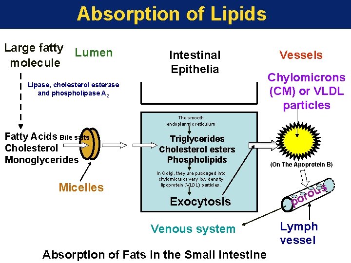 Absorption of Lipids Large fatty Lumen molecule Intestinal Epithelia Lipase, cholesterol esterase and phospholipase