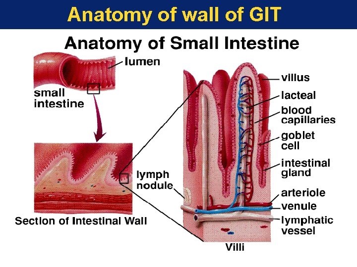 Anatomy of wall of GIT 