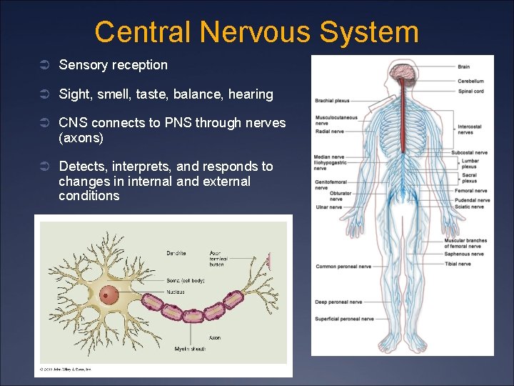 Central Nervous System Ü Sensory reception Ü Sight, smell, taste, balance, hearing Ü CNS