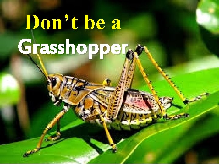 Don’t be a Grasshopper 
