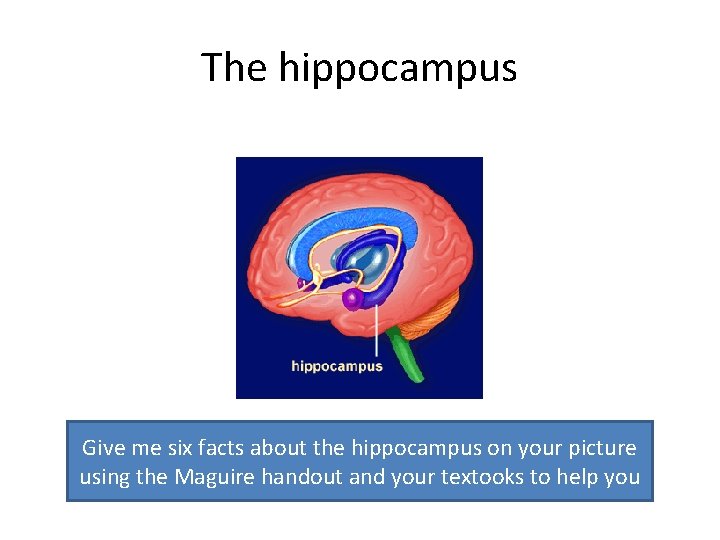 The hippocampus Give me six facts about the hippocampus on your picture using the