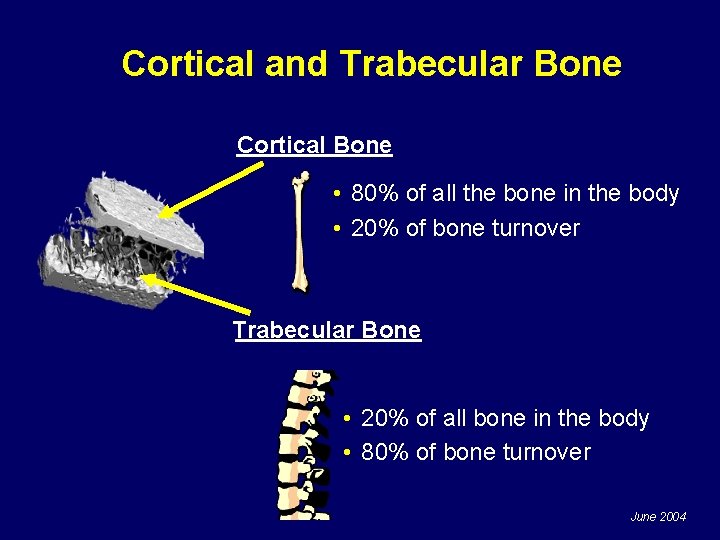 Cortical and Trabecular Bone Cortical Bone • 80% of all the bone in the