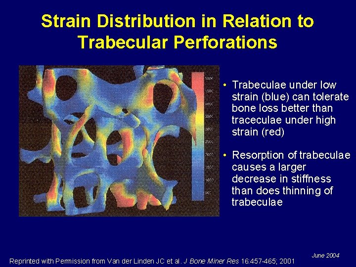 Strain Distribution in Relation to Trabecular Perforations • Trabeculae under low strain (blue) can