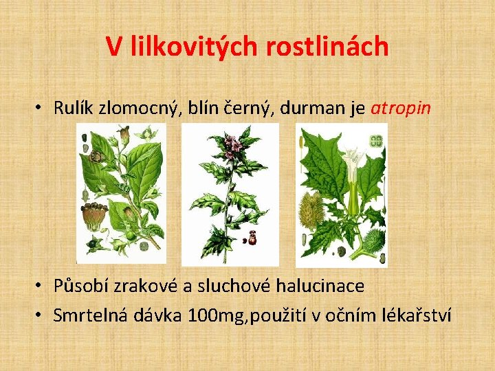 V lilkovitých rostlinách • Rulík zlomocný, blín černý, durman je atropin • Působí zrakové