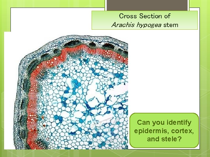 Cross Section of Arachis hypogea stem Can you identify epidermis, cortex, and stele? 