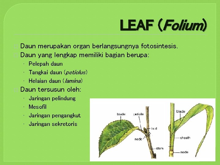 LEAF (Folium) Daun merupakan organ berlangsungnya fotosintesis. � Daun yang lengkap memiliki bagian berupa: