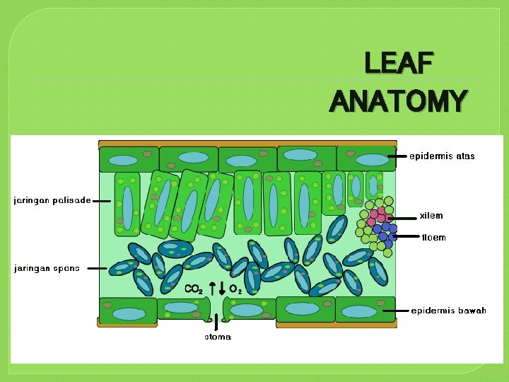 LEAF ANATOMY 