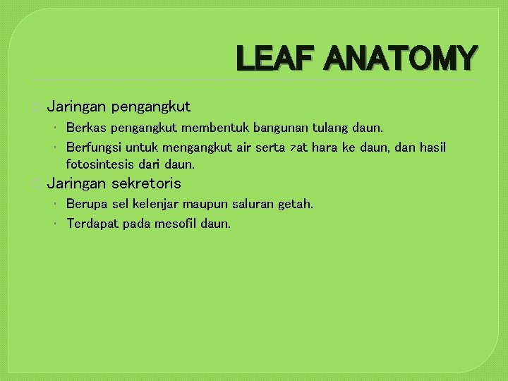 LEAF ANATOMY � Jaringan pengangkut • Berkas pengangkut membentuk bangunan tulang daun. • Berfungsi