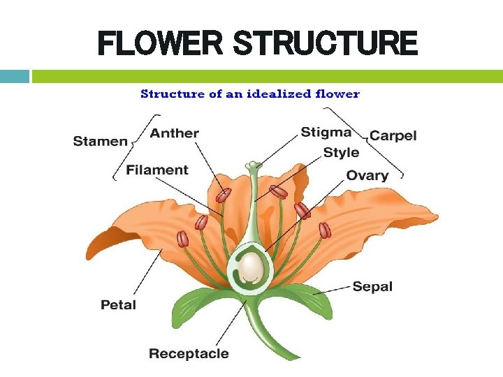 FLOWER STRUCTURE 