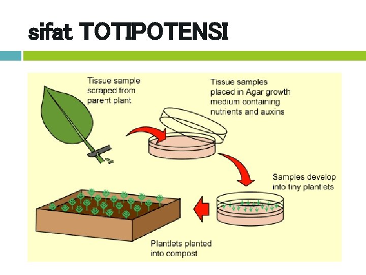 sifat TOTIPOTENSI 