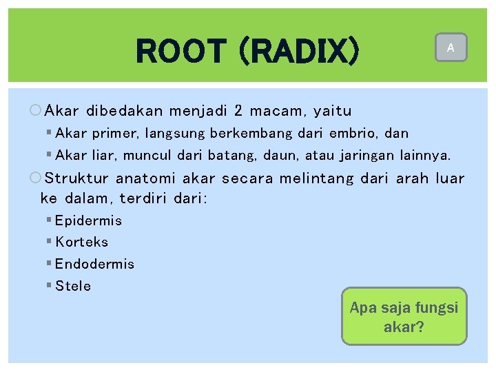 ROOT (RADIX) A Akar dibedakan menjadi 2 macam, yaitu § Akar primer, langsung berkembang