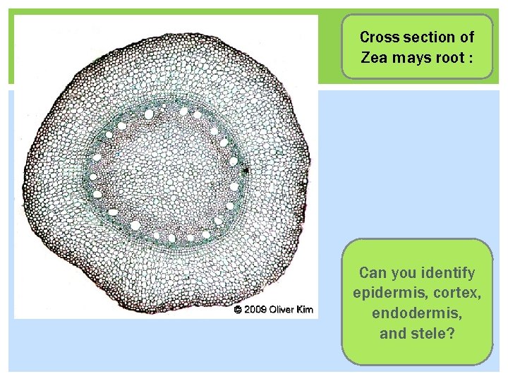 Cross section of Zea mays root : Can you identify epidermis, cortex, endodermis, and