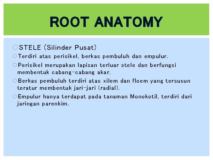 ROOT ANATOMY STELE (Silinder Pusat) Terdiri atas perisikel, berkas pembuluh dan empulur. Perisikel merupakan