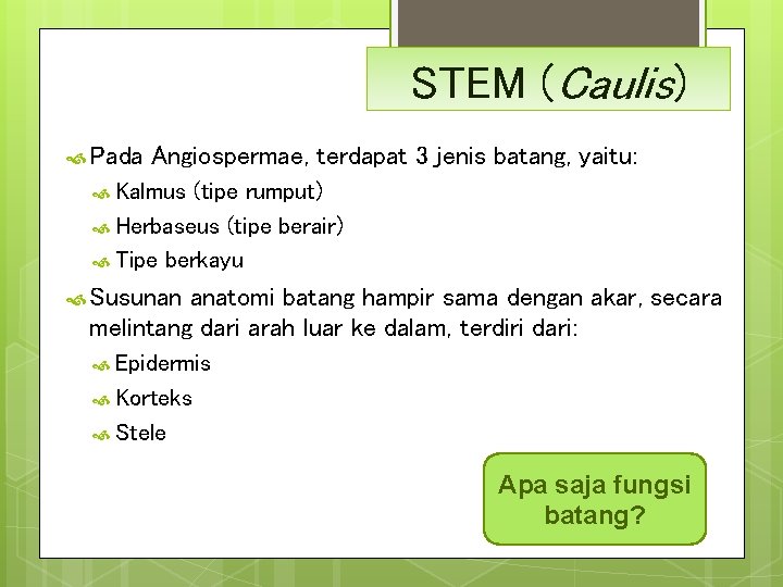 STEM (Caulis) Pada Angiospermae, terdapat 3 jenis batang, yaitu: Kalmus (tipe rumput) Herbaseus (tipe