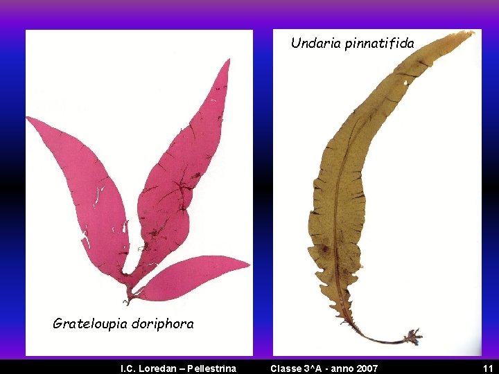 Undaria pinnatifida Grateloupia doriphora I. C. Loredan – Pellestrina Classe 3^A - anno 2007